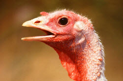 Close up of a the head of a white turkey